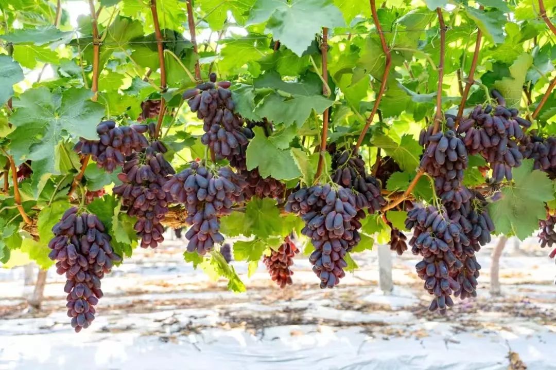 尊龙时凯·(中国)人生就是搏!